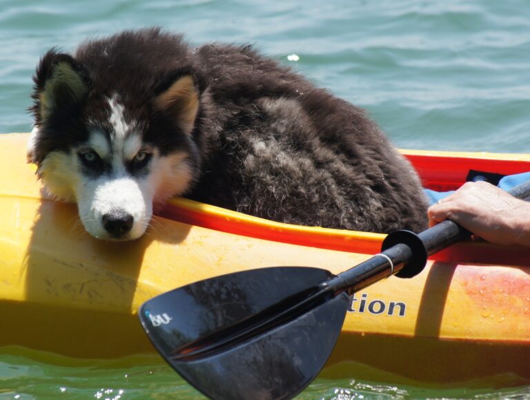 Kayaking dog